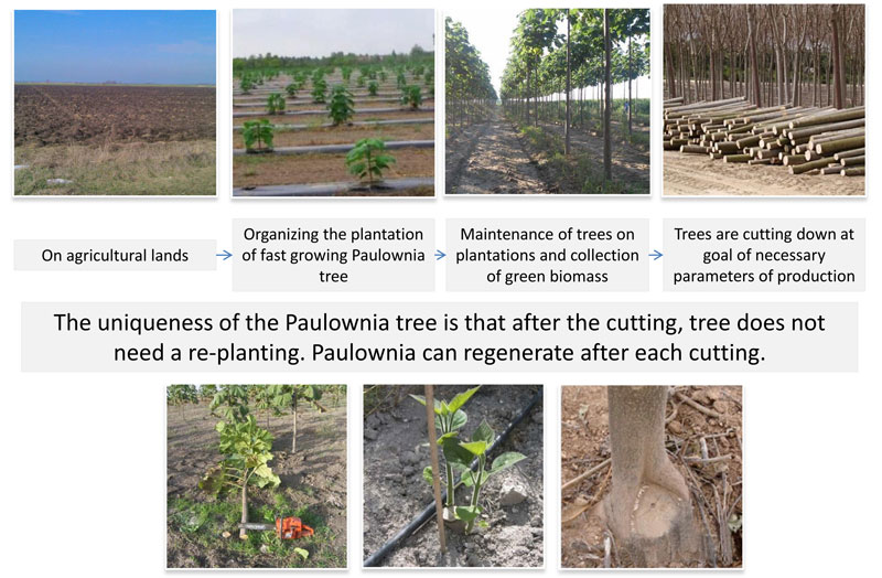 Paulownia Tree Could Become an Environmental Solution