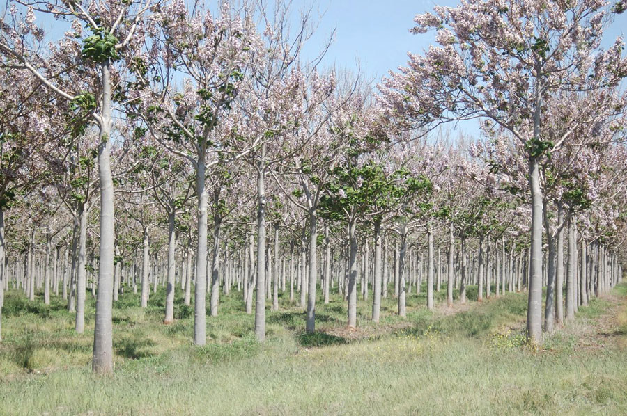 PAULOWNIA