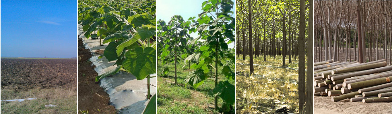 Paulownia trees